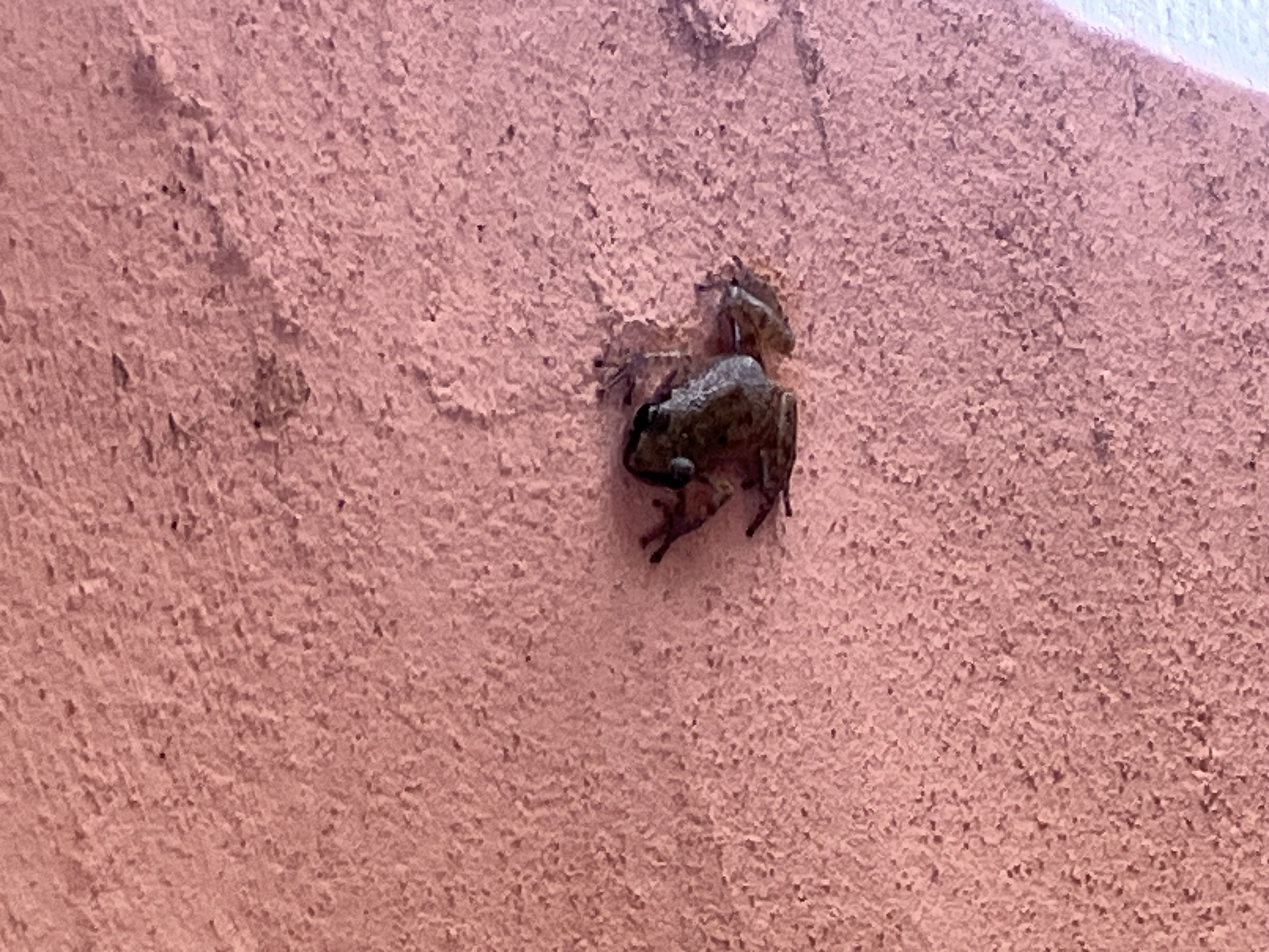 Frog on a Stucco Wall