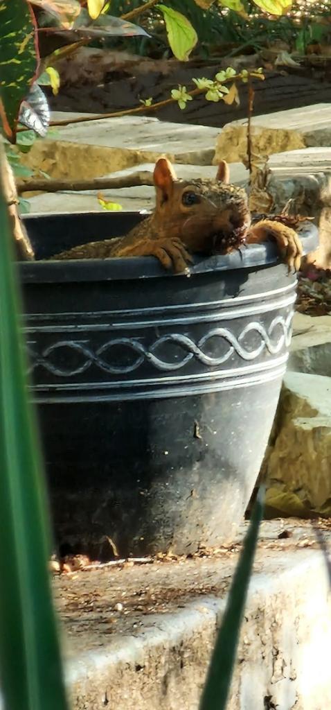 Squirrel in a pot
