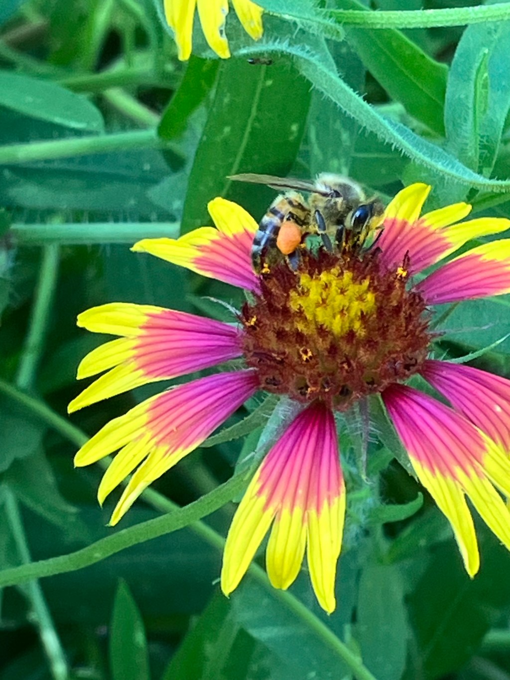 May 2023: Your Urban Wildlife Habitat Matters to Climate&nbsp;Change!