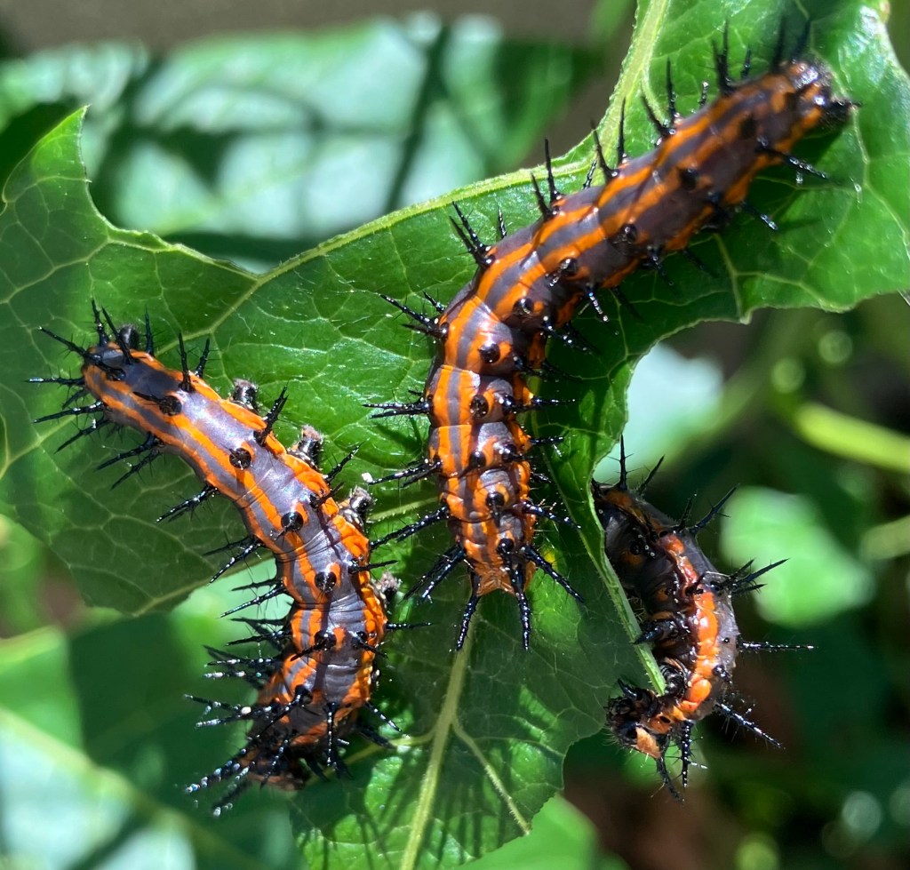 Spring Pairings: Adopt a Butterfly or Hummingbird by Adding Just One&nbsp;Plant