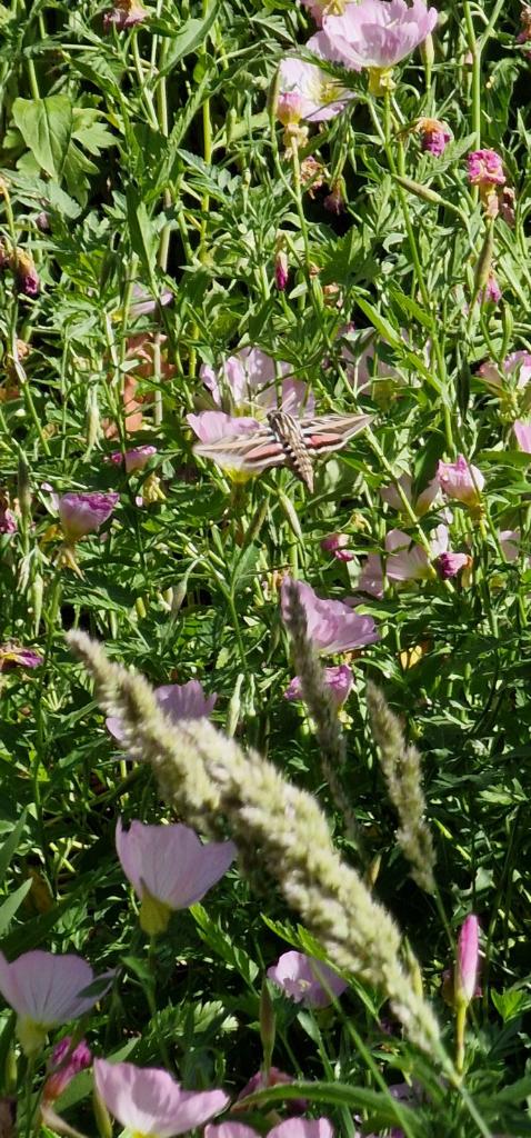 May is for Mothers &&nbsp;Migration