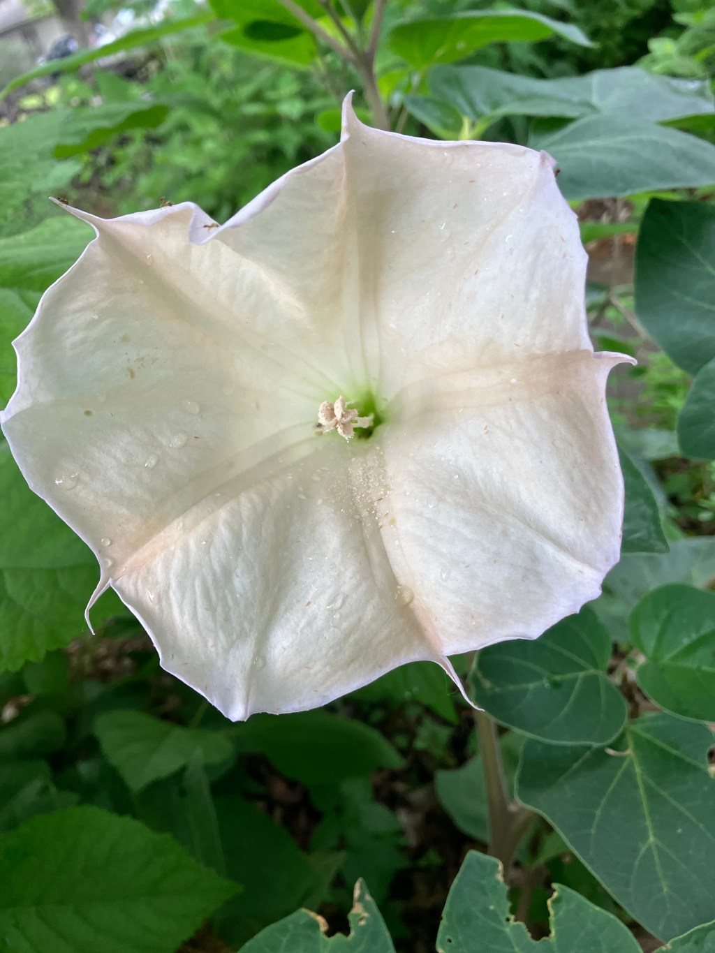 Are Fireworks Ethical in Our Age of Climate&nbsp;Change?