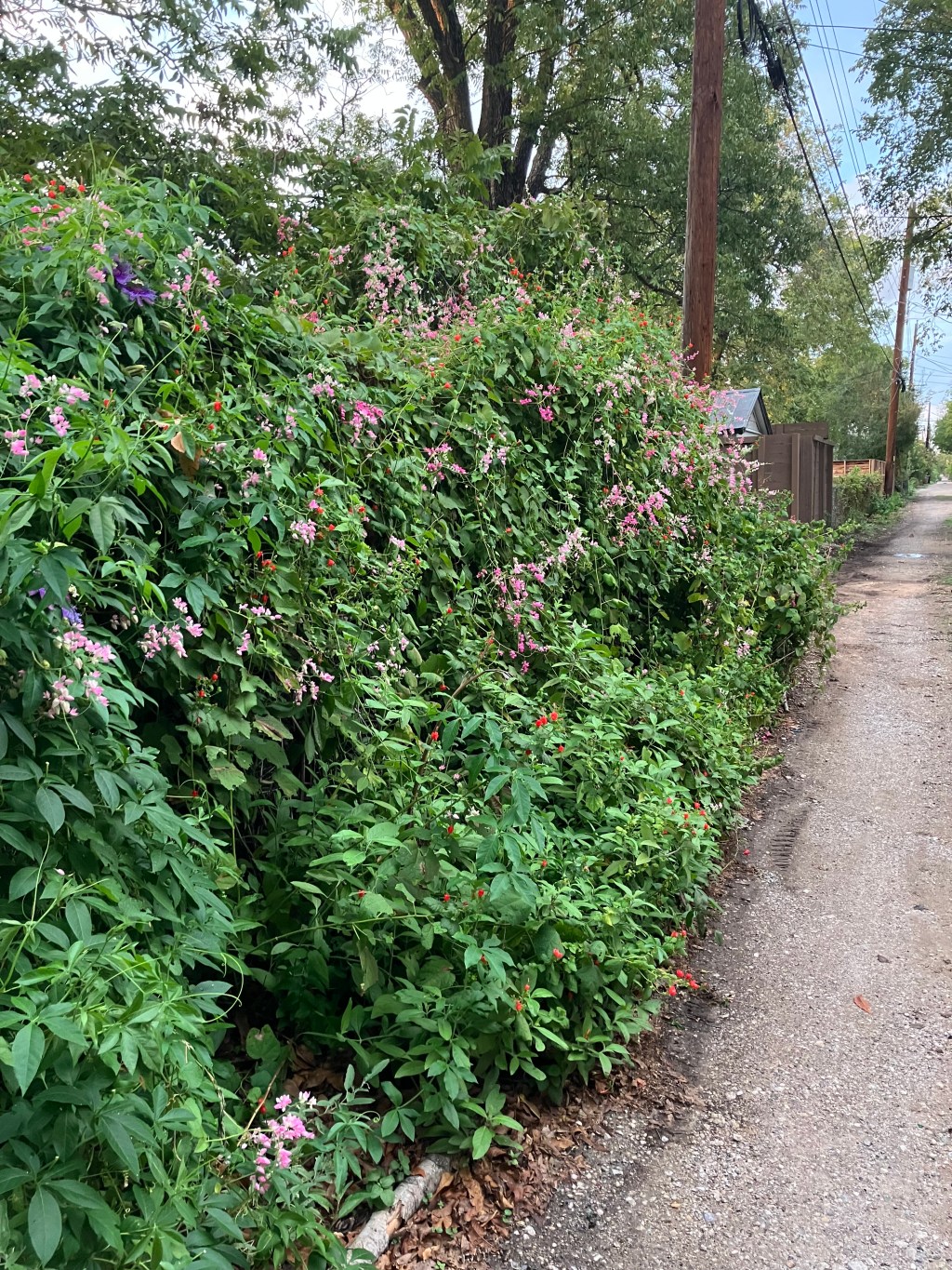 2024 New Year’s Climate Change Resolution: Healing Urban&nbsp;Soil