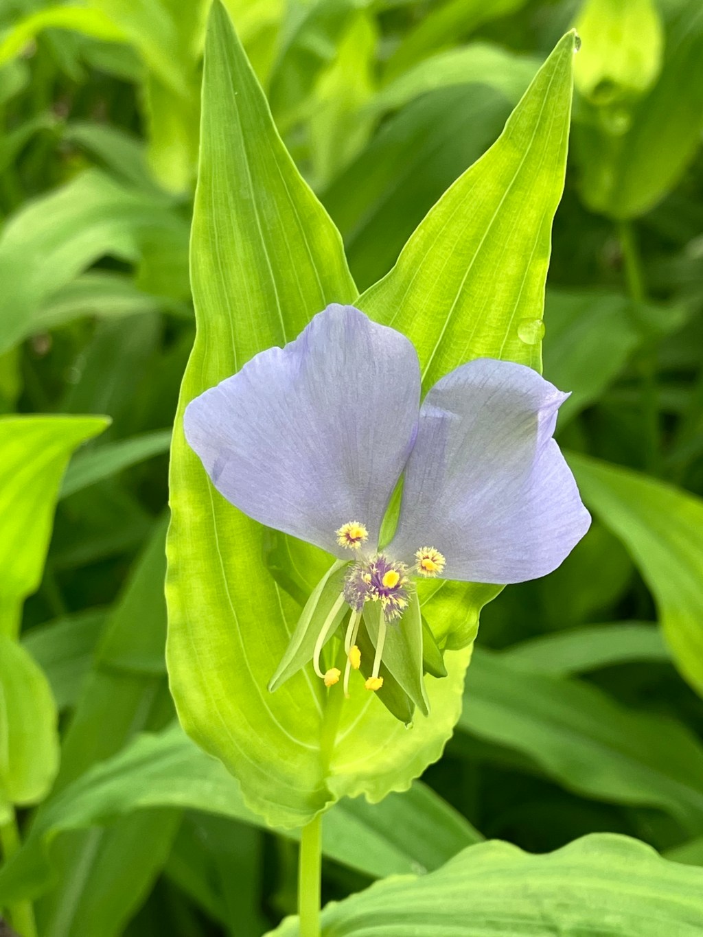 Beyond the Bluebonnet: Embrace the “Wild” in&nbsp;Wildflowers