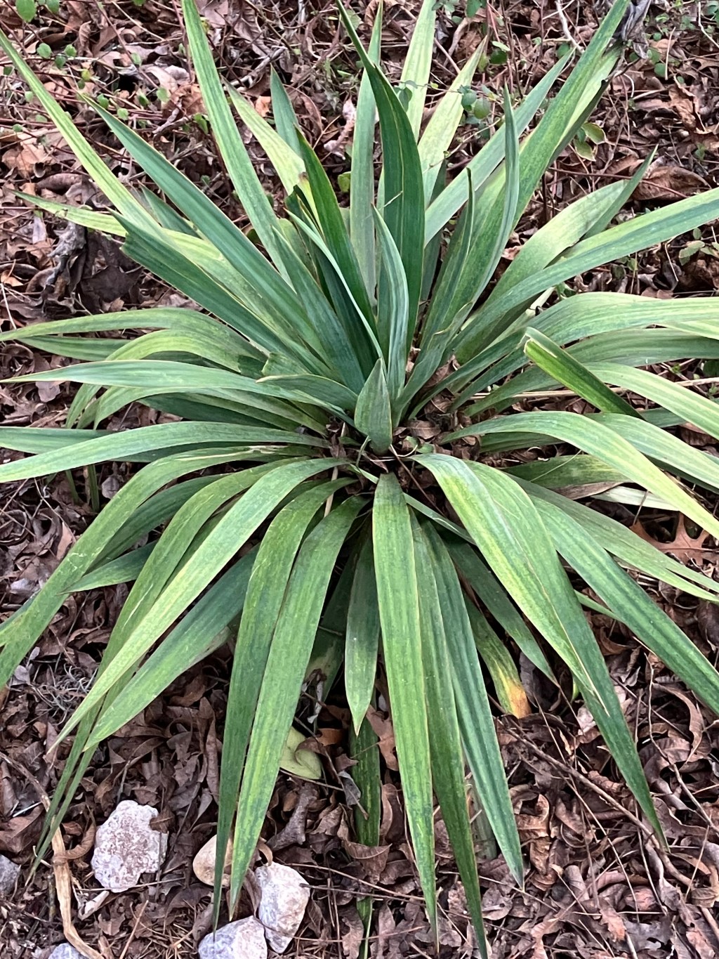 Fall in love with plants for Valentine’s Day (and consider picking up a cheap&nbsp;date!)