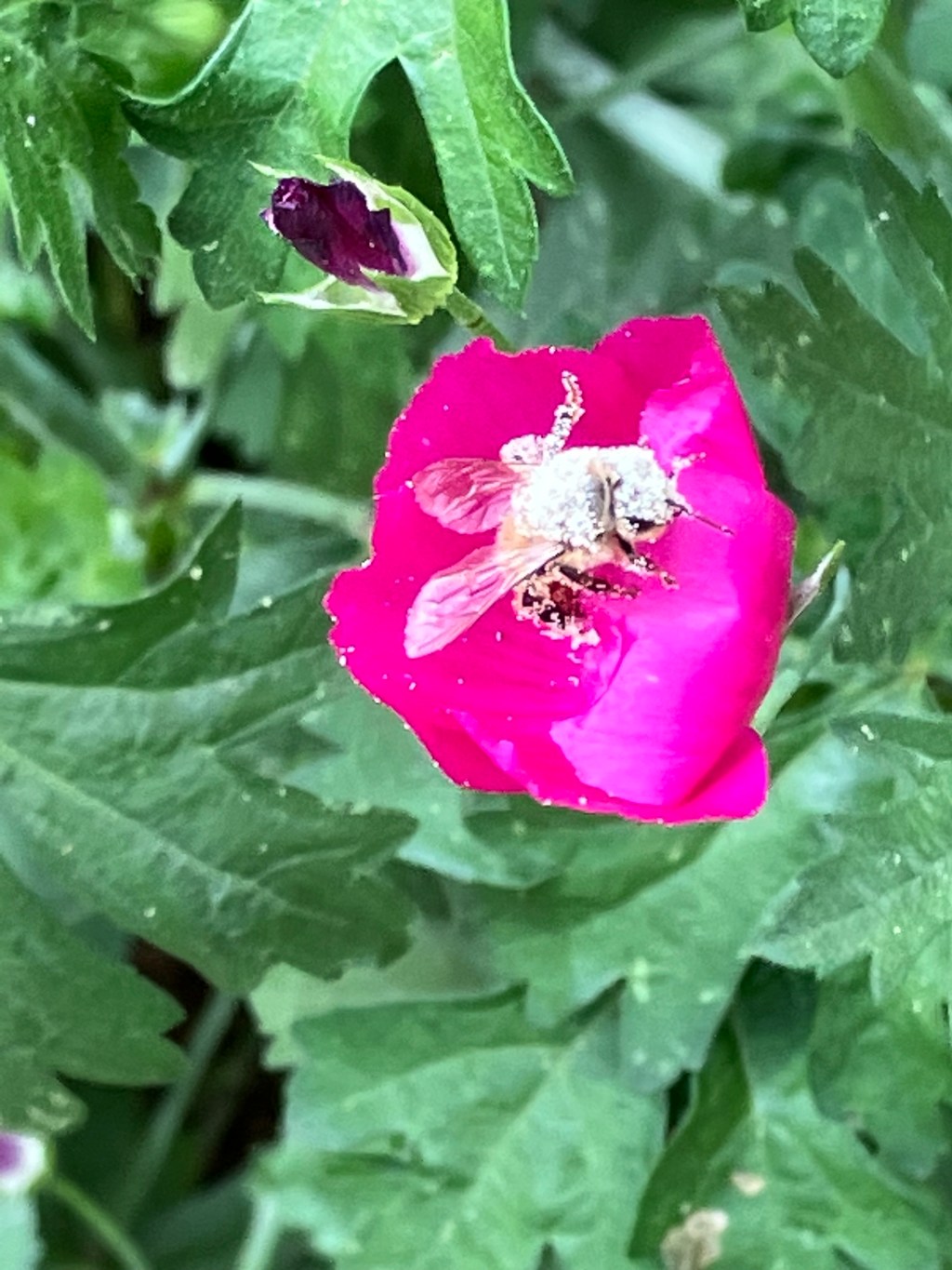 April 2023: Your Urban Wildlife Habitat Matters to Climate&nbsp;Change!