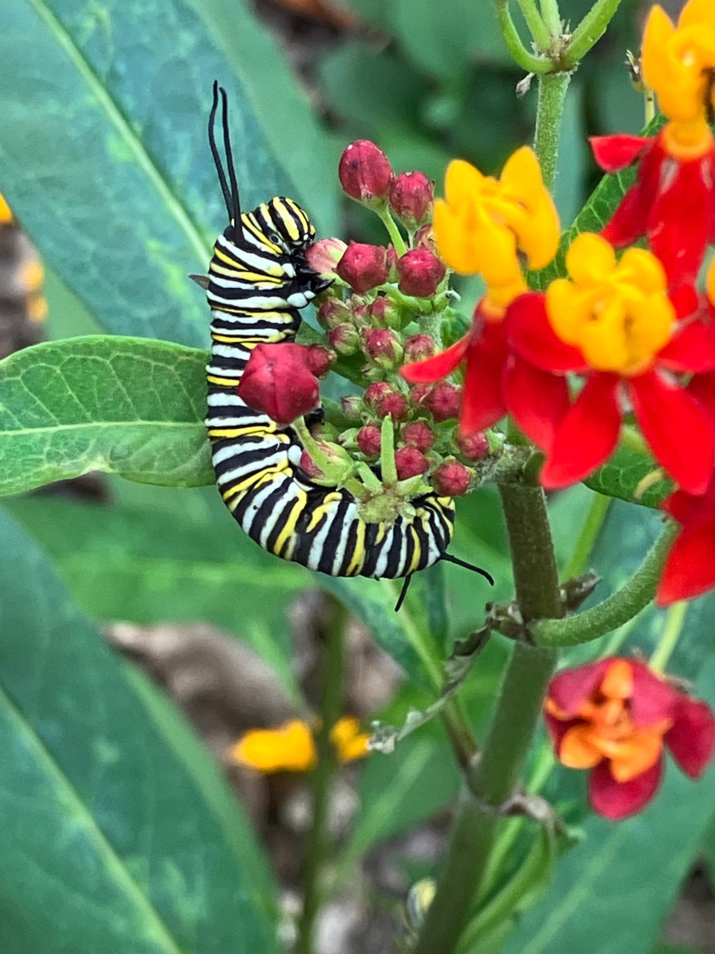 June 2023: Your Urban Wildlife Habitat Matters to Climate&nbsp;Change