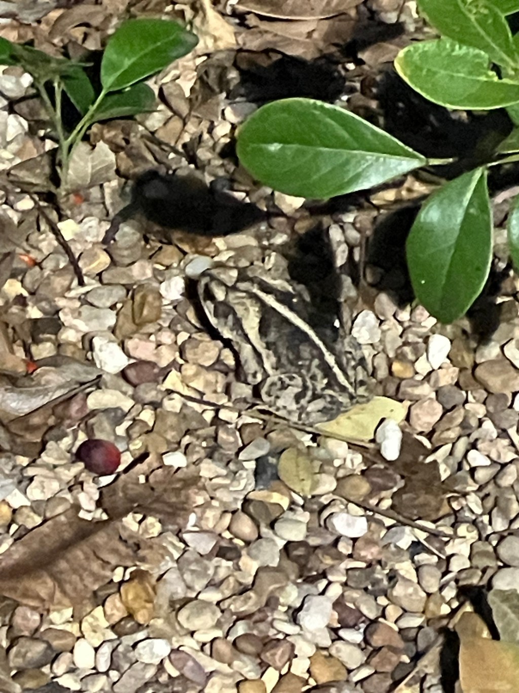 October 2023: Your Urban Wildlife Habitat Matters to Climate&nbsp;Change