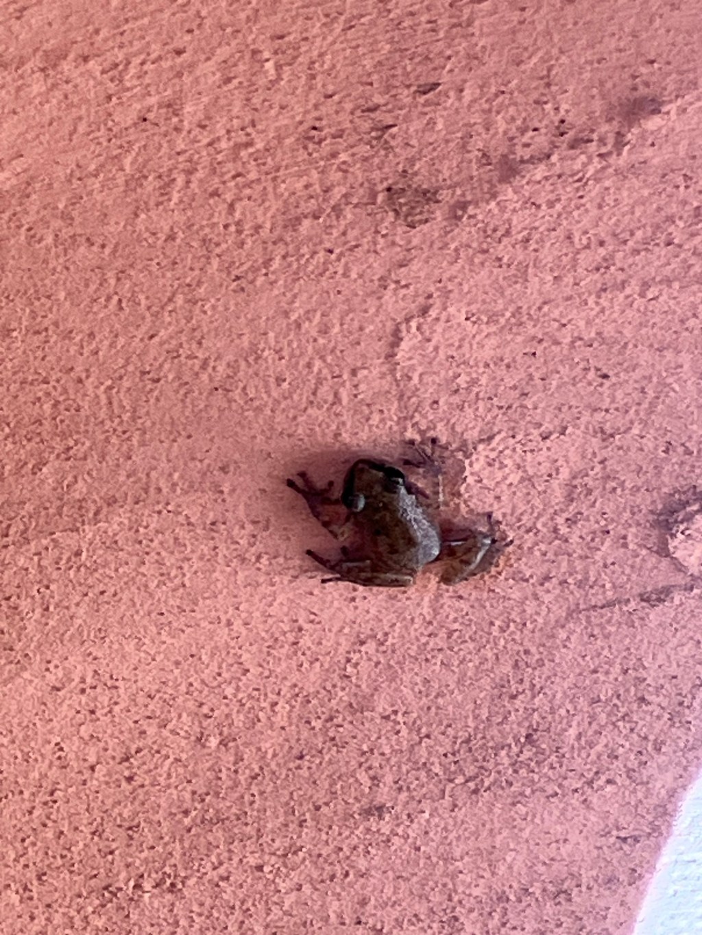 August 2023: Your Urban Wildlife Habitat Matters to Climate&nbsp;Change