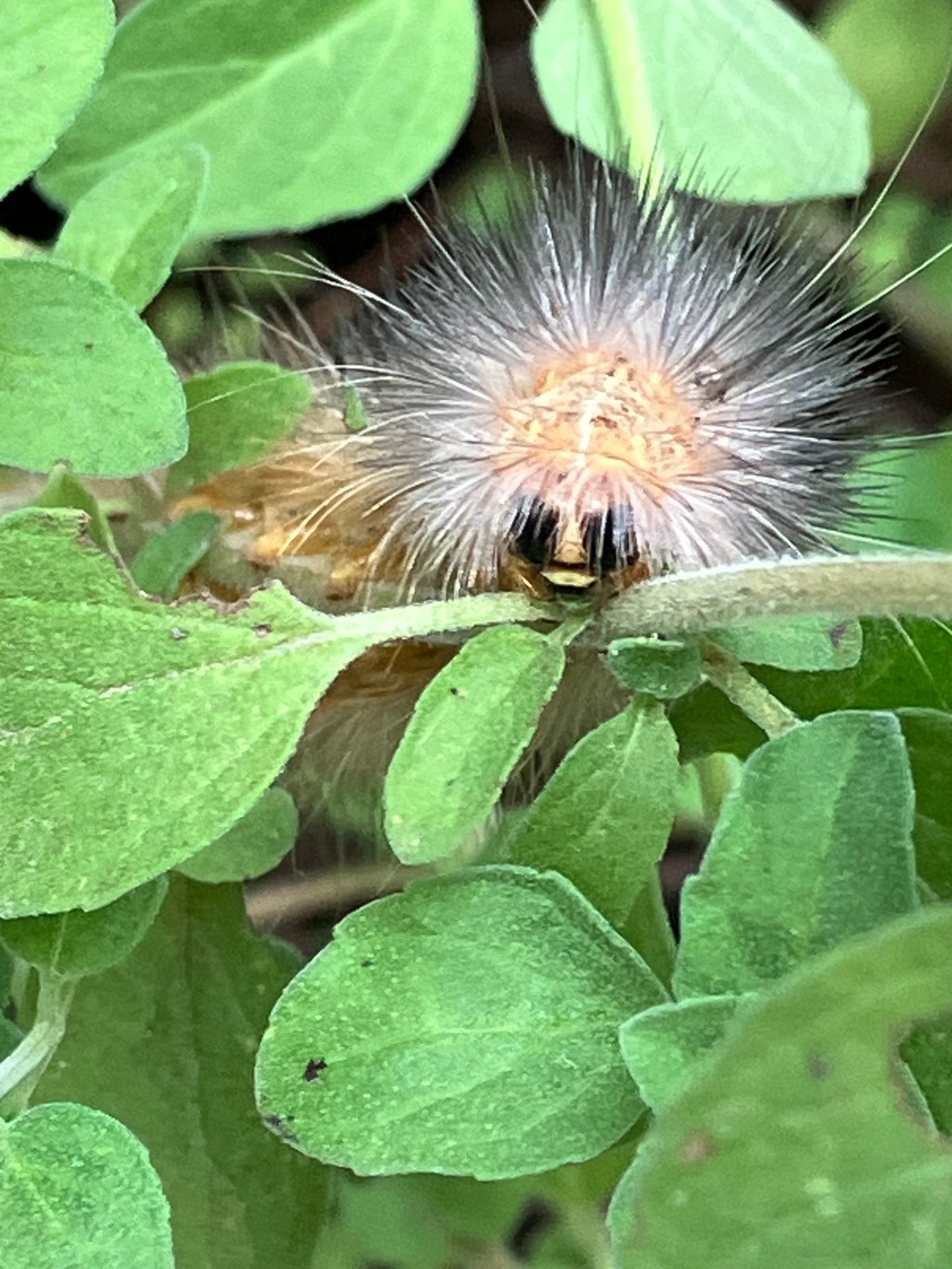 Underappreciated Wildlife Night&nbsp;Visitors