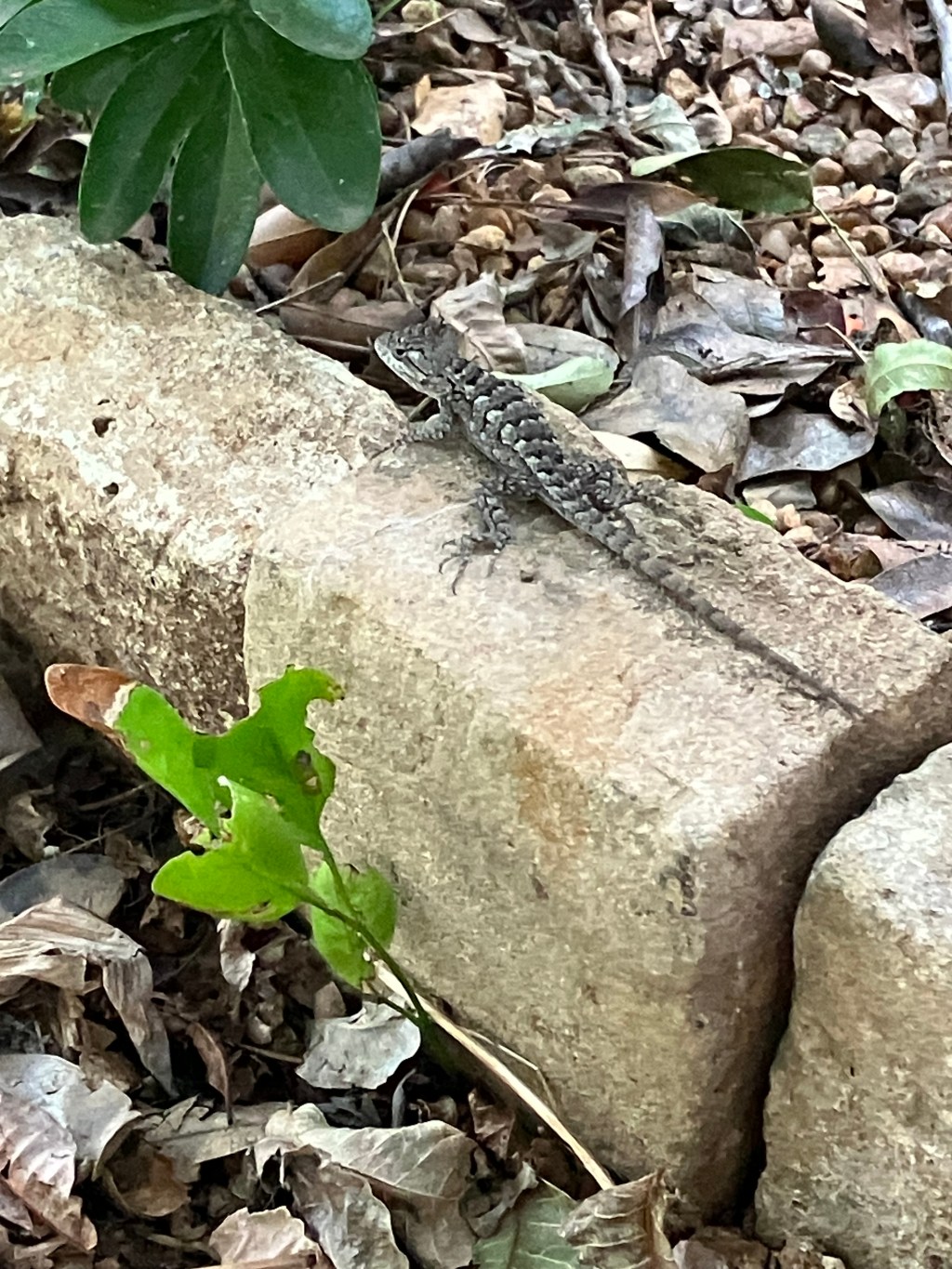 September 2023: Your Urban Wildlife Habitat Matters to Climate&nbsp;Change