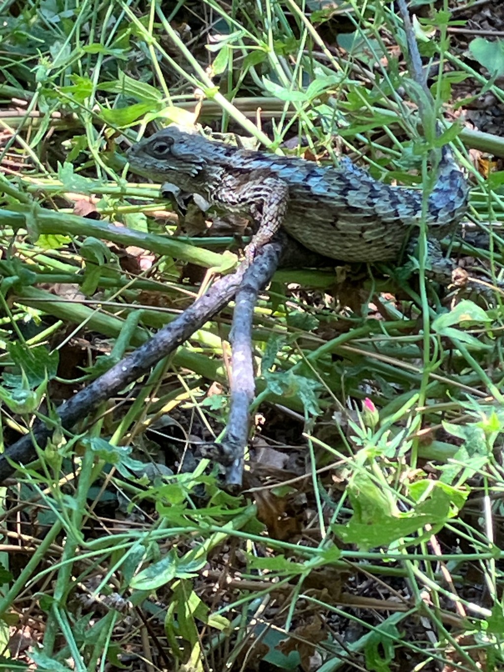 July 2023: Your Urban Wildlife Habitat Matters to Climate&nbsp;Change