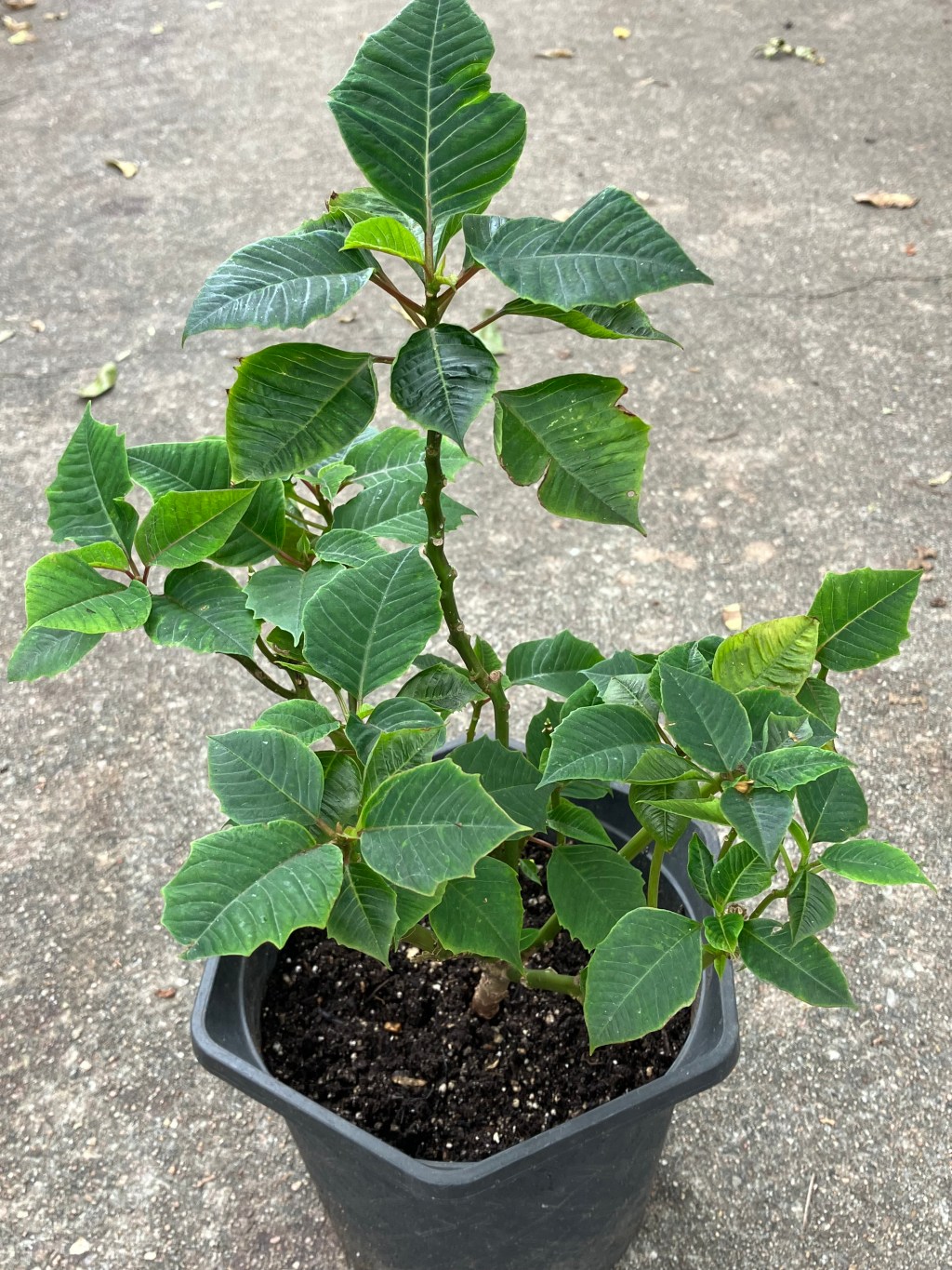 December 2023: Your Urban Wildlife Habitat Matters to Climate&nbsp;Change!