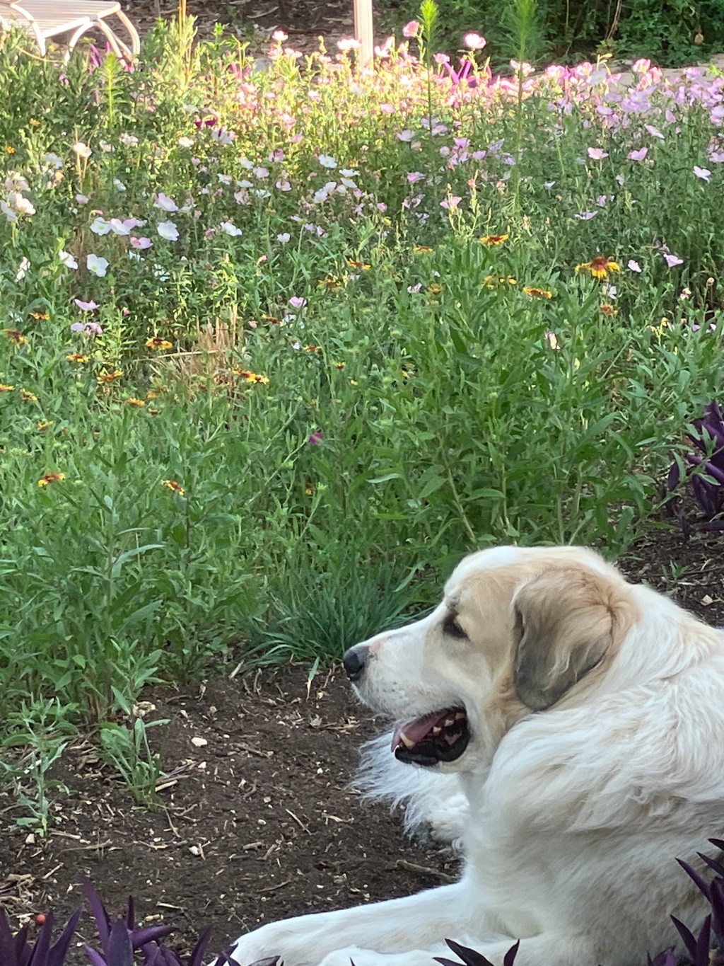 Compassionate Neighborhoods & Homesteads: Your Urban Wildlife Habitat Matters to Climate&nbsp;Change!