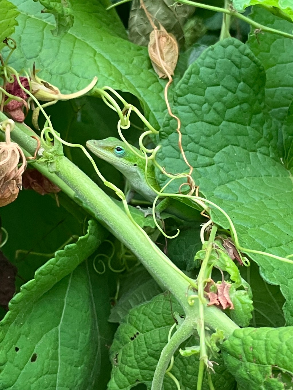 Contraflow for the&nbsp;Climate