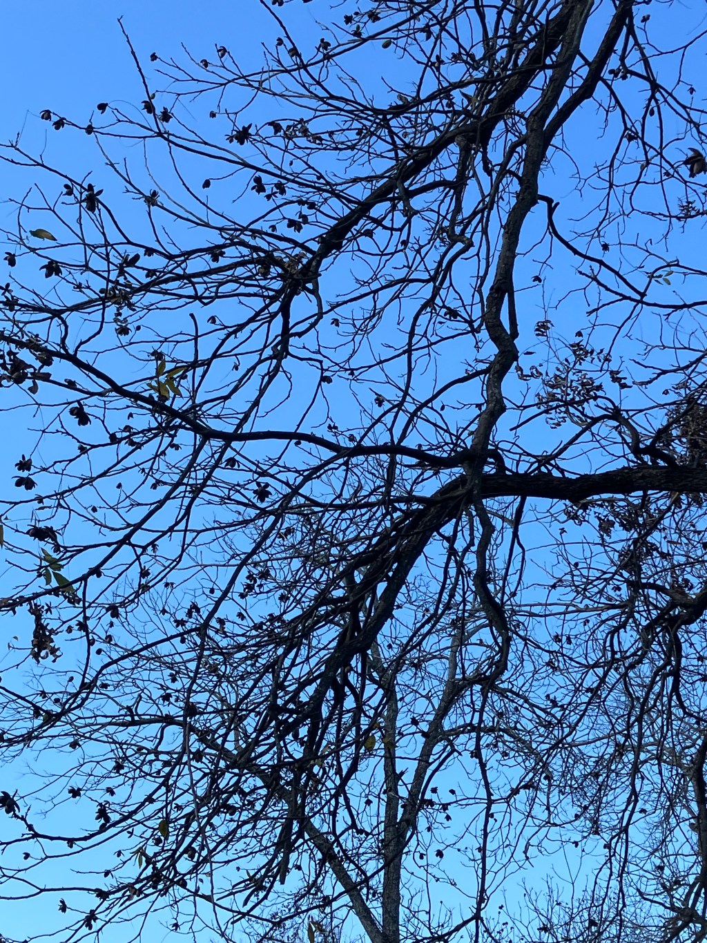 What to do with all those&nbsp;pecans?