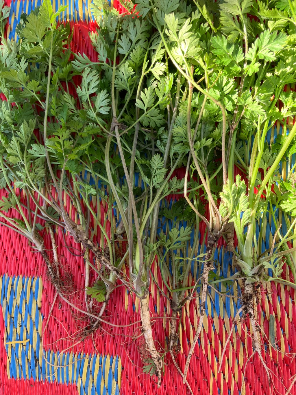 Get to Know Your Winter Weeds for Groundhog&nbsp;Day