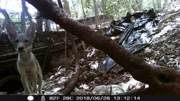 Compassion for Urban&nbsp;Coyotes