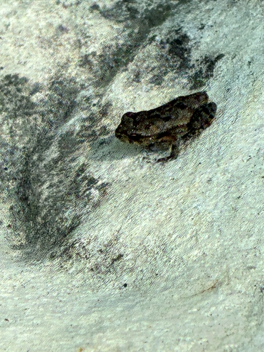 Your Urban Wildlife Habitat Just Got&nbsp;“Microburst”