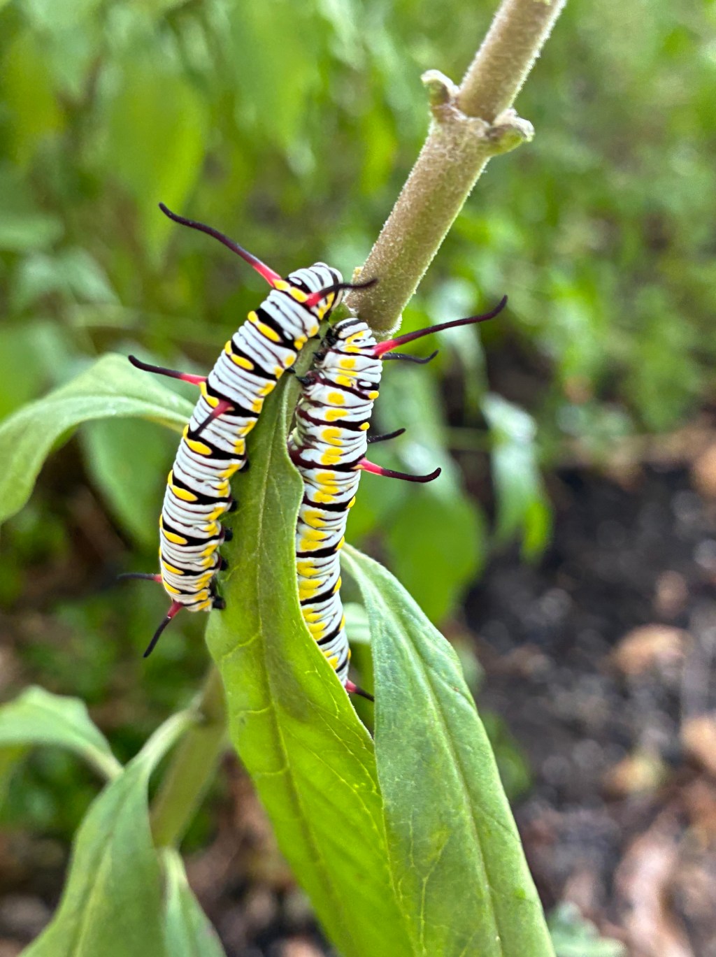 Autumn Transitions in Your Urban Wildlife&nbsp;Habitat