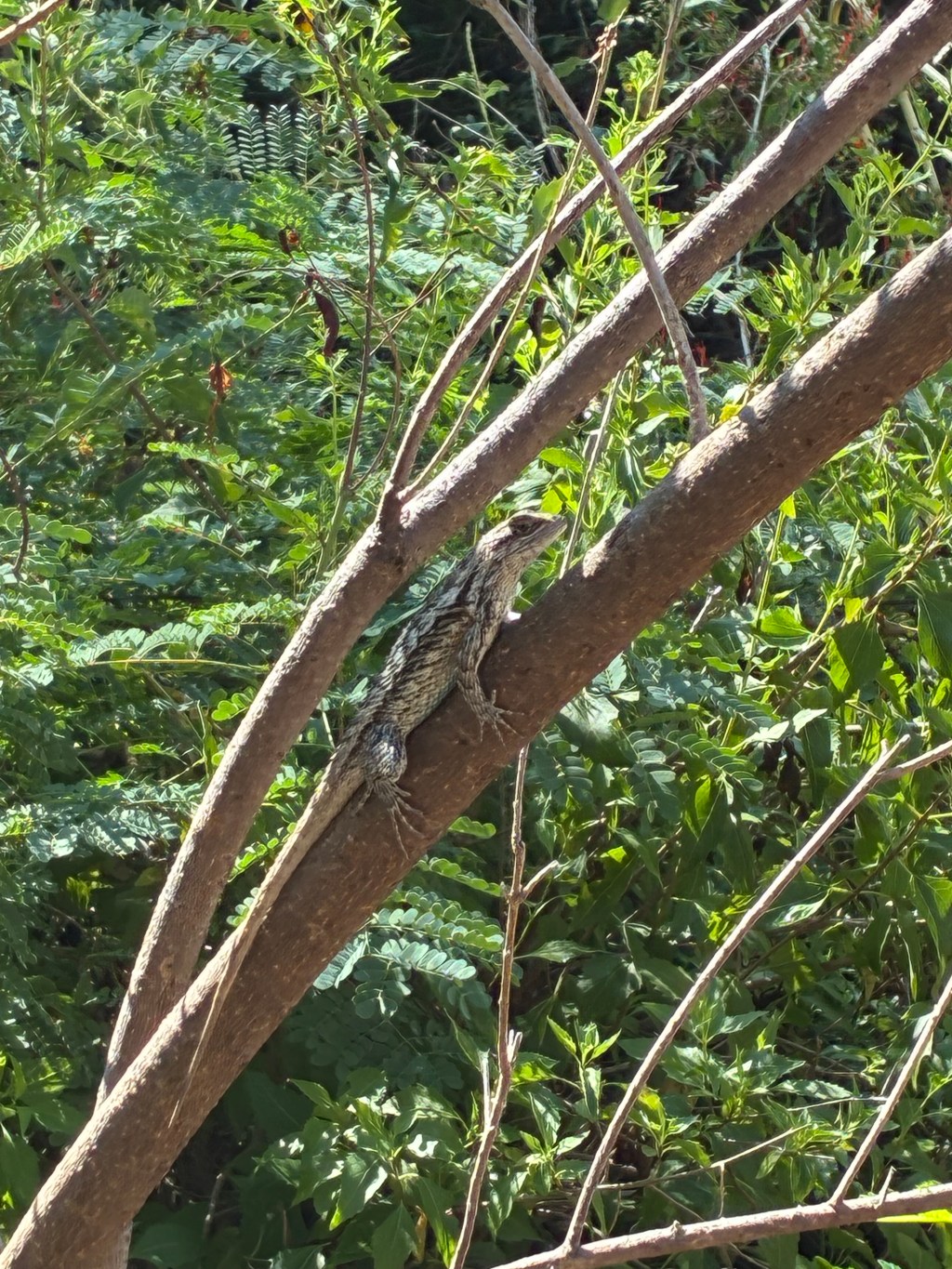 Protect North Loop from the Urban Heat Island Effect by Planting a&nbsp;Tree