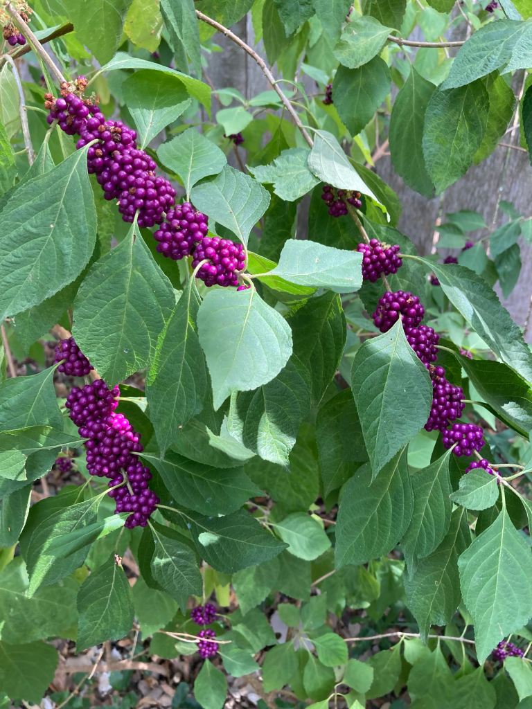 American Beautyberry (Callicarpa americana
