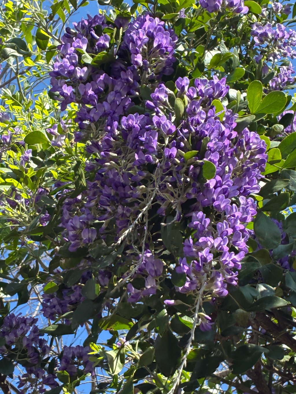 Enjoy Spring Conscientiously