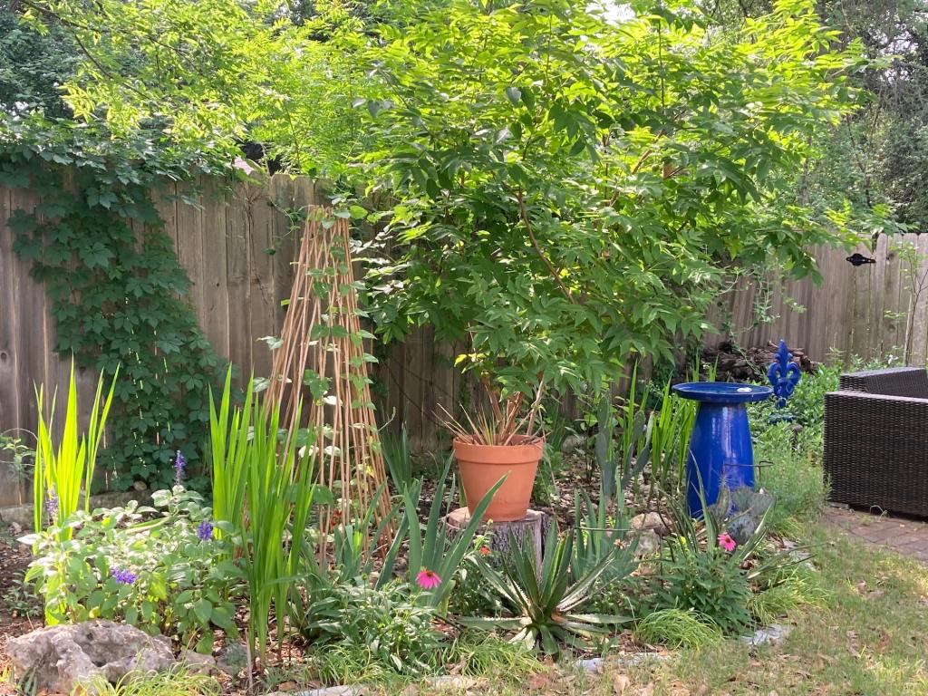 Spring scene from my own garden