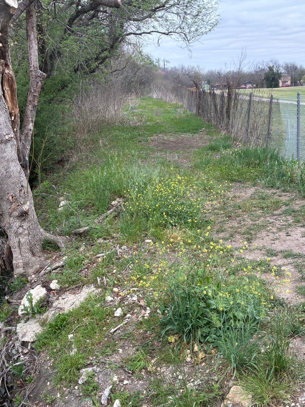 Cute yellow flowers can be&nbsp;trouble: